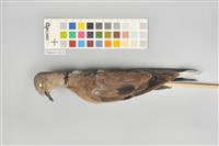 藏品(紅鳩)的圖片